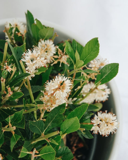 Hummingbird Summersweet - LandscapeDirect