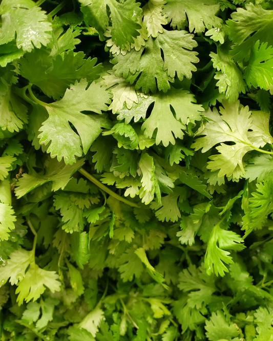 Cilantro