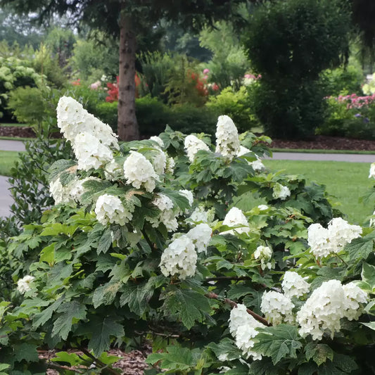 Gatsby Glow Ball Oakleaf Hydrangea