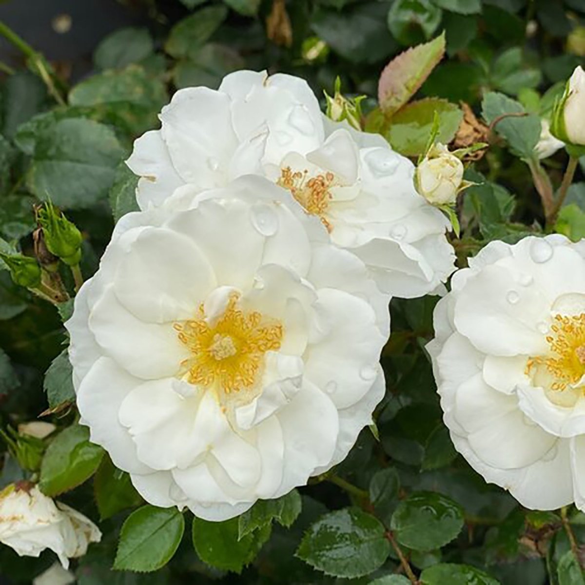 Ice Bay Rose - LandscapeDirect