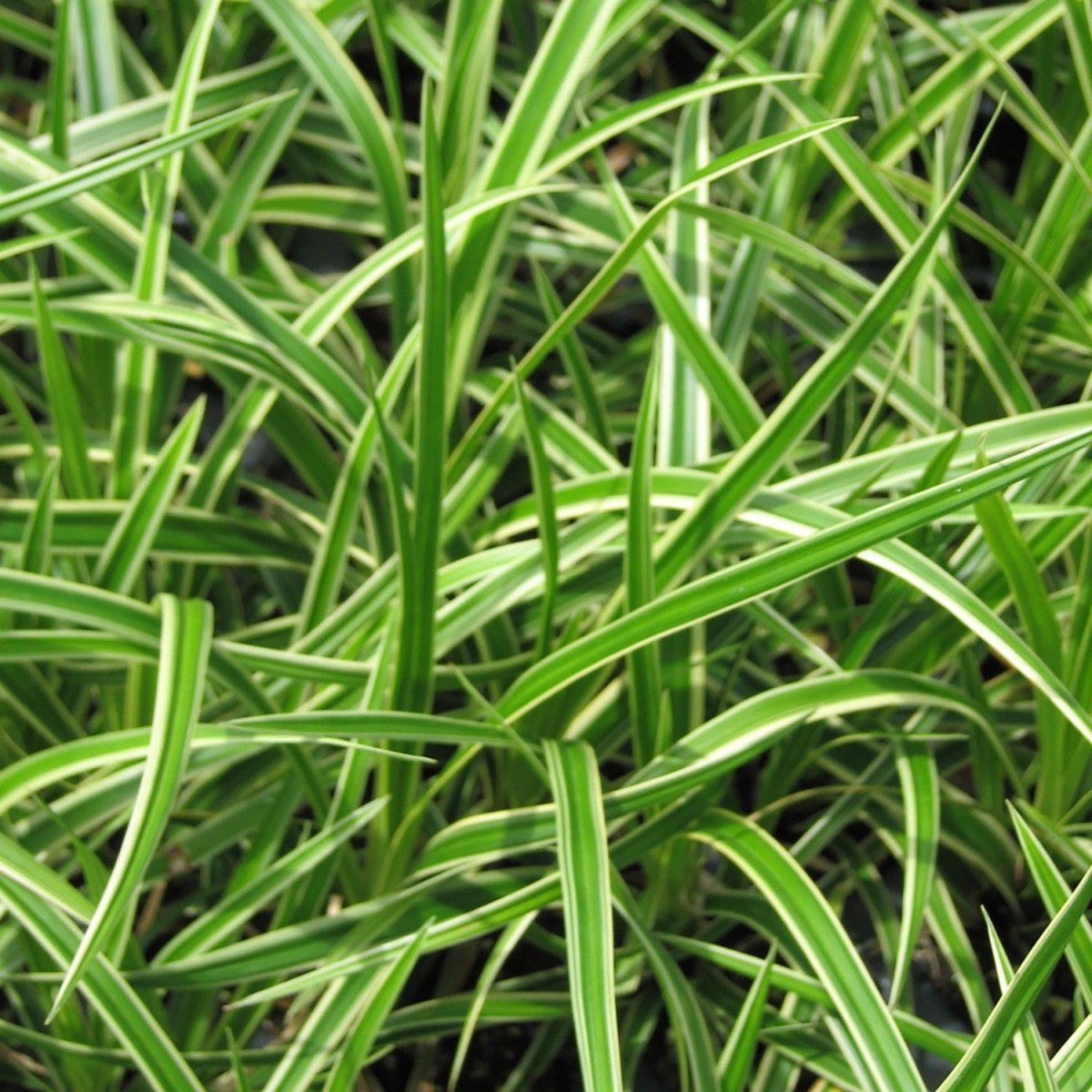 Ice Dance Sedge - LandscapeDirect