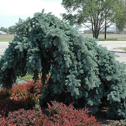 Ice Floe Colorado Spruce - LandscapeDirect
