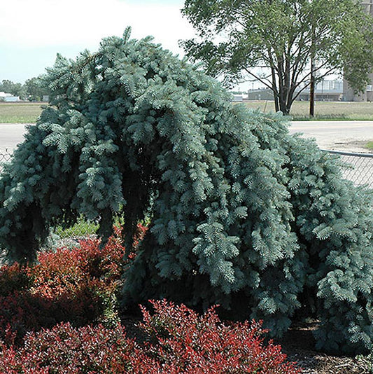 Ice Floe Colorado Spruce - LandscapeDirect