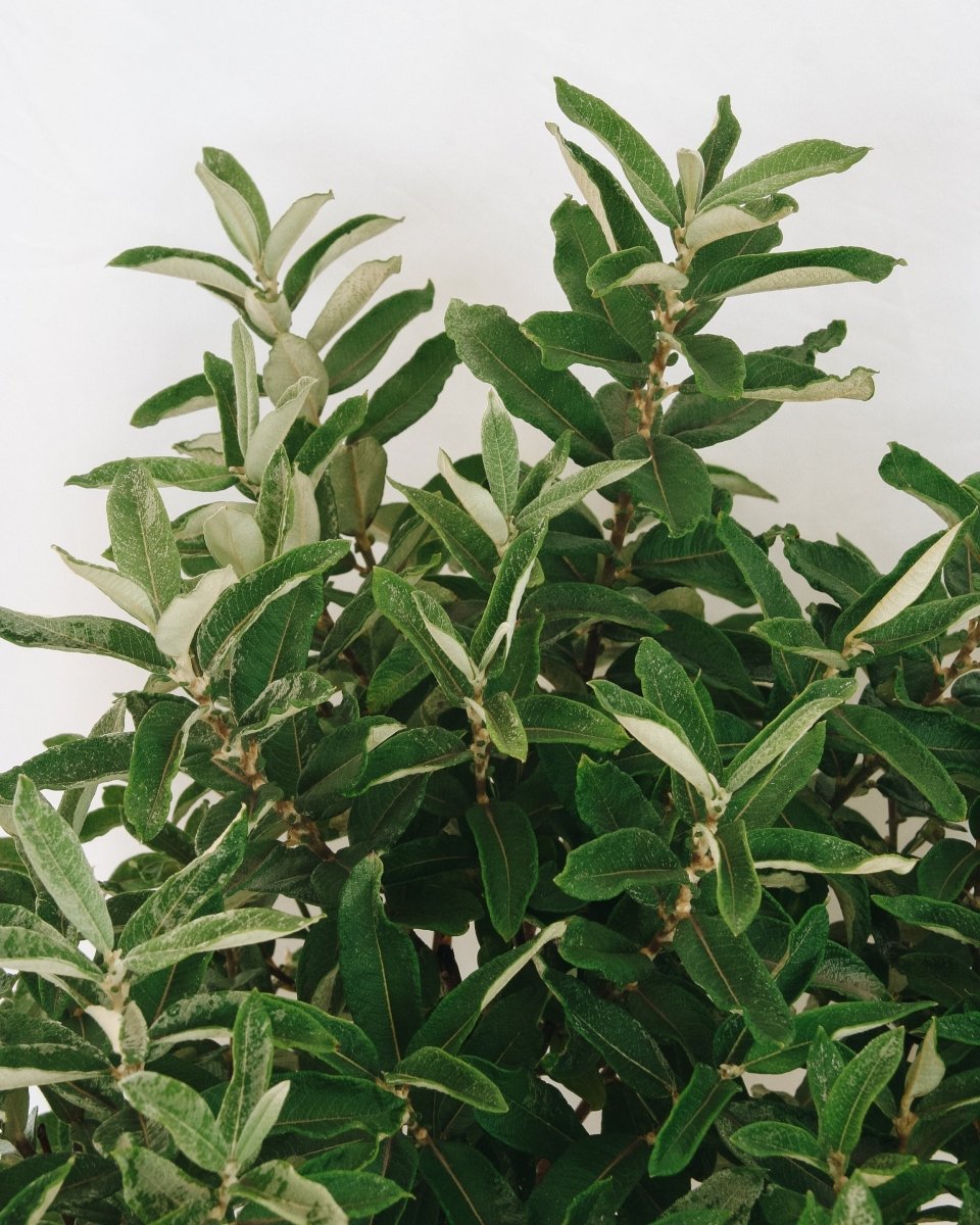 Iceberg Alley Willow - LandscapeDirect