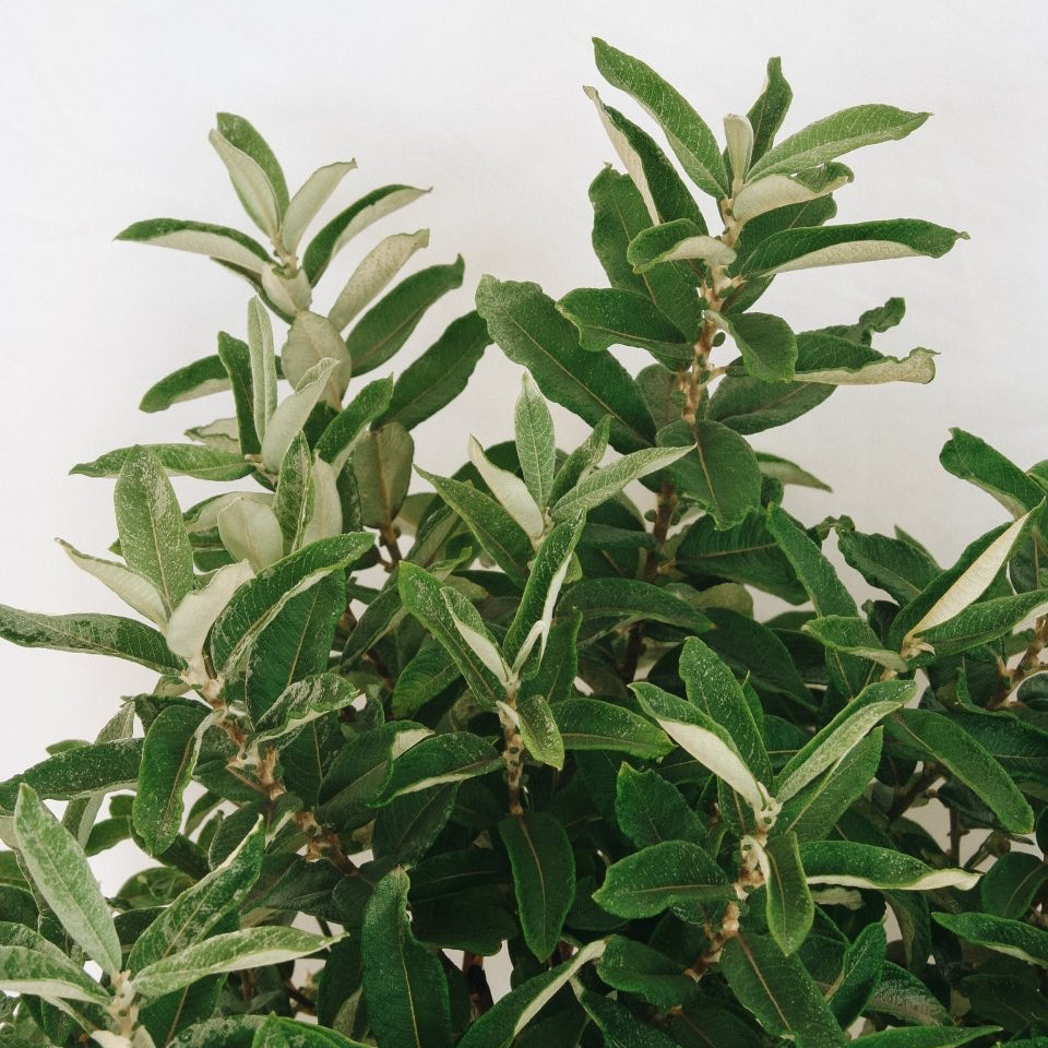 Iceberg Alley Willow - LandscapeDirect