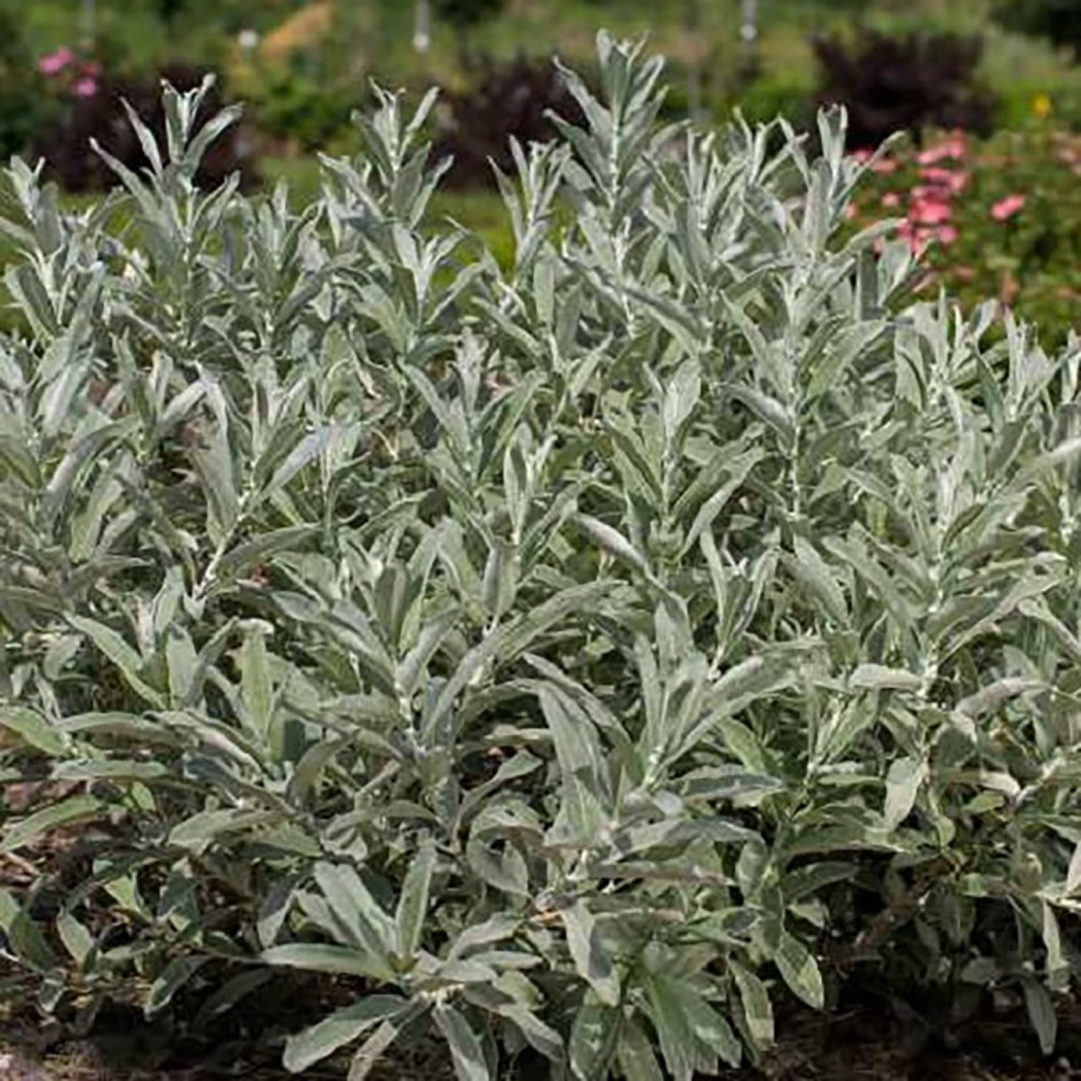 Iceberg Alley Willow - LandscapeDirect