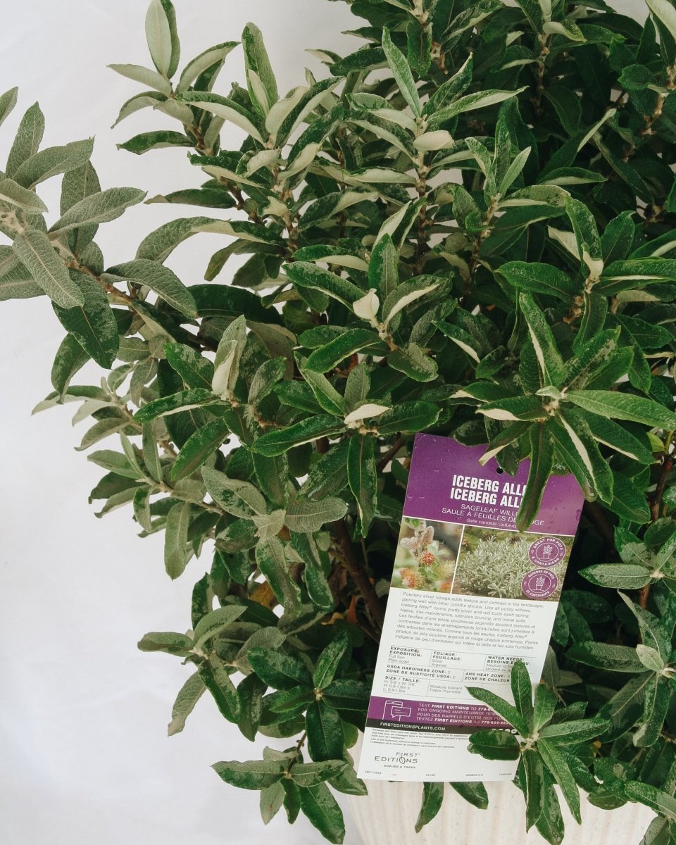 Iceberg Alley Willow - LandscapeDirect