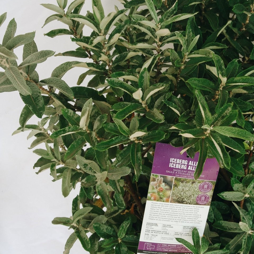 Iceberg Alley Willow - LandscapeDirect