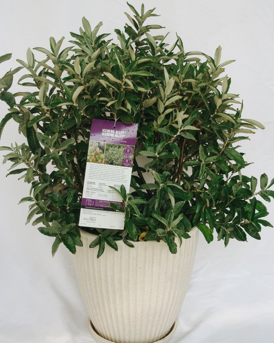 Iceberg Alley Willow - LandscapeDirect