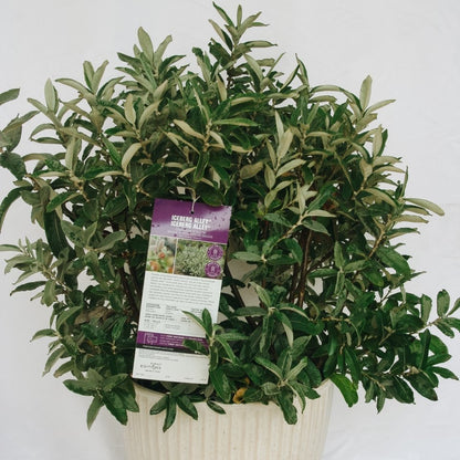 Iceberg Alley Willow - LandscapeDirect