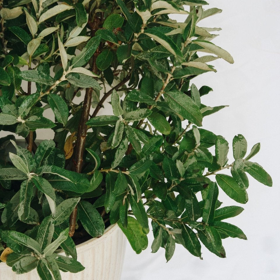 Iceberg Alley Willow - LandscapeDirect