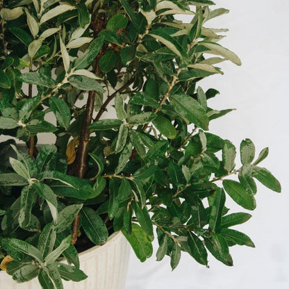 Iceberg Alley Willow - LandscapeDirect