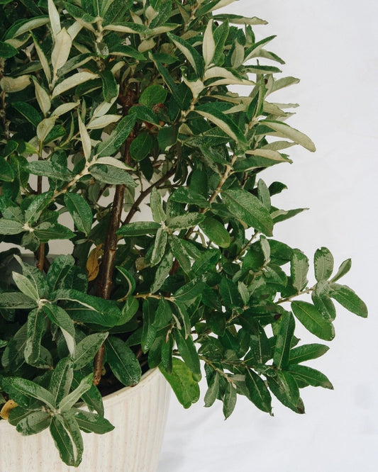 Iceberg Alley Willow - LandscapeDirect