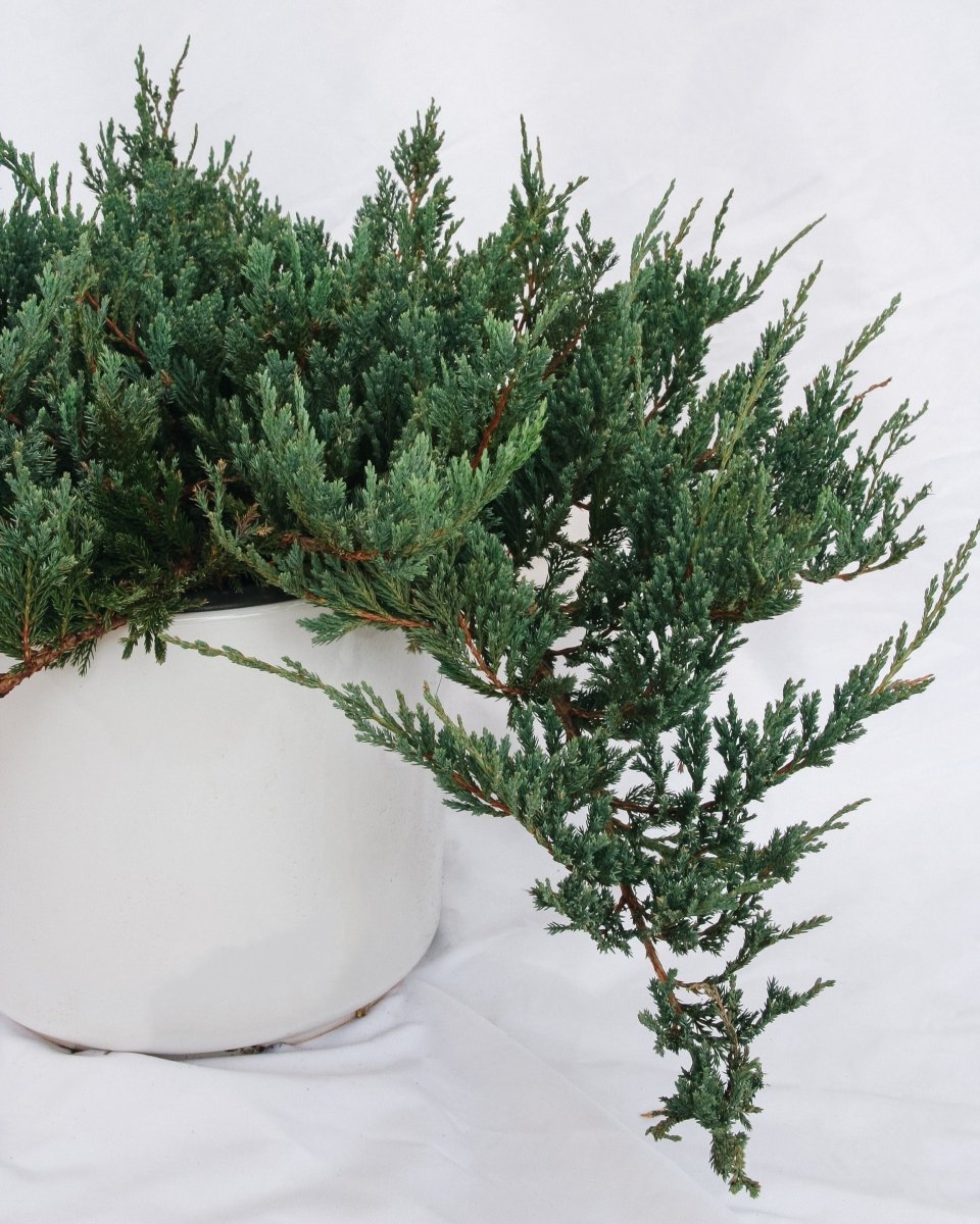 Icee Blue Creeping Juniper - LandscapeDirect