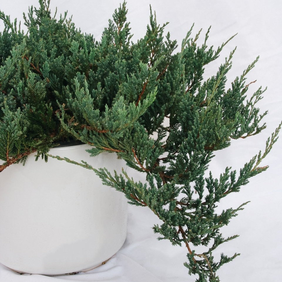 Icee Blue Creeping Juniper - LandscapeDirect