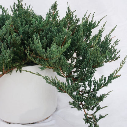 Icee Blue Creeping Juniper - LandscapeDirect
