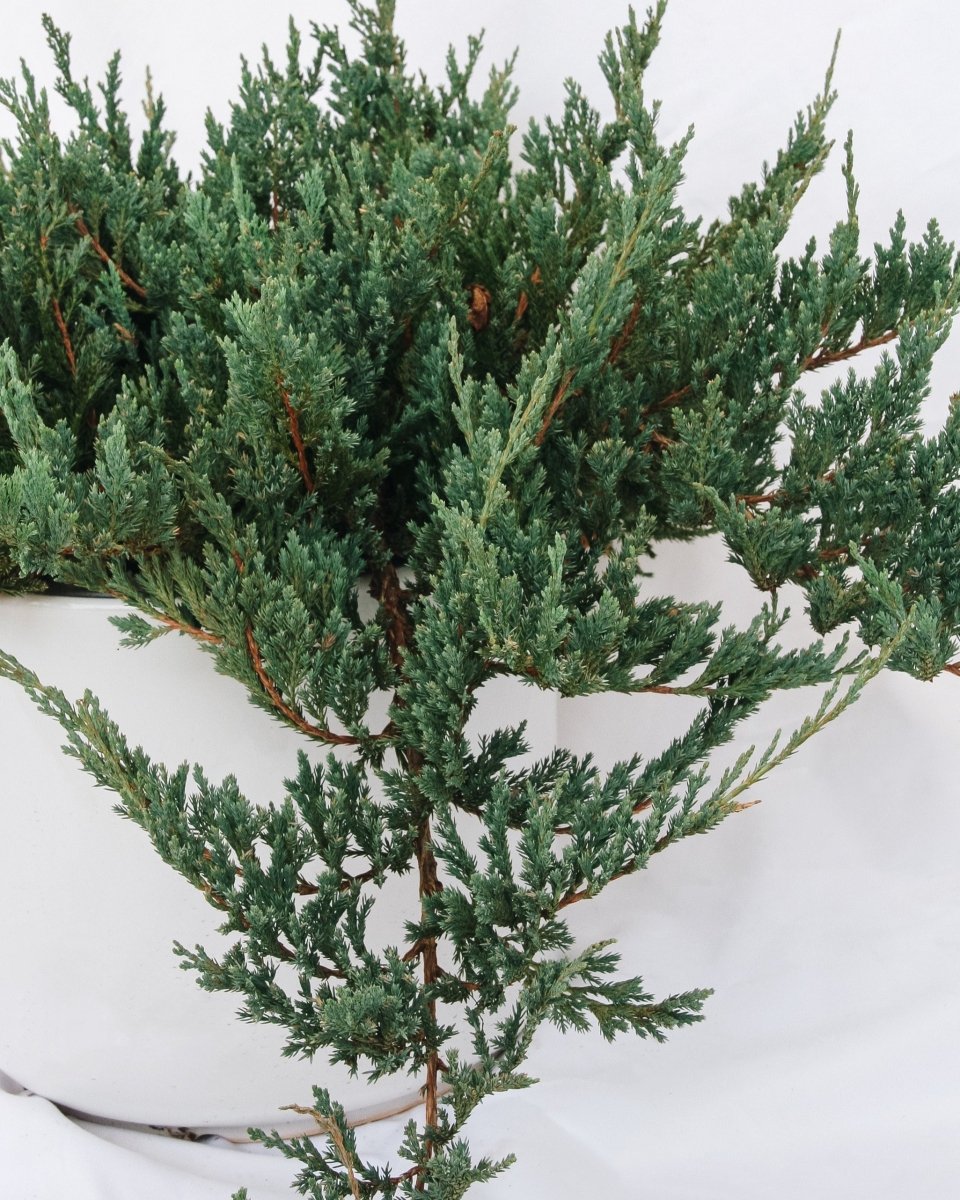 Icee Blue Creeping Juniper - LandscapeDirect