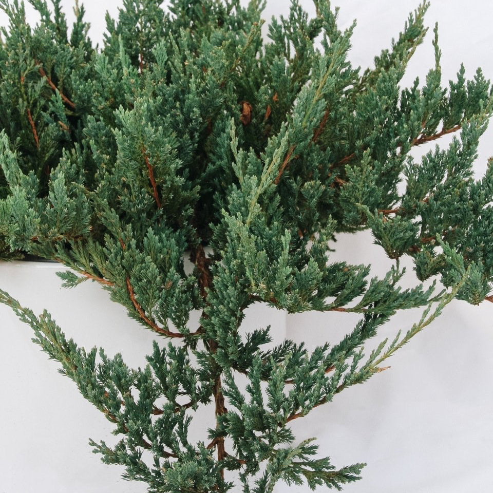 Icee Blue Creeping Juniper - LandscapeDirect