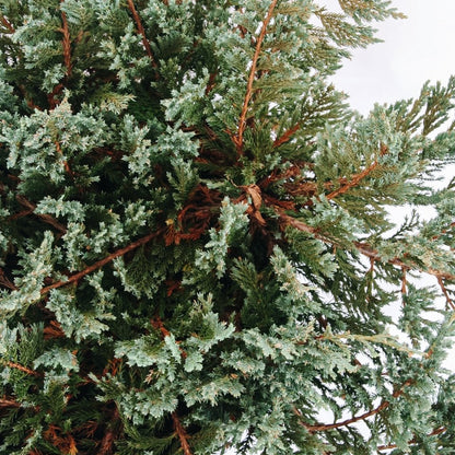 Icee Blue Creeping Juniper - LandscapeDirect