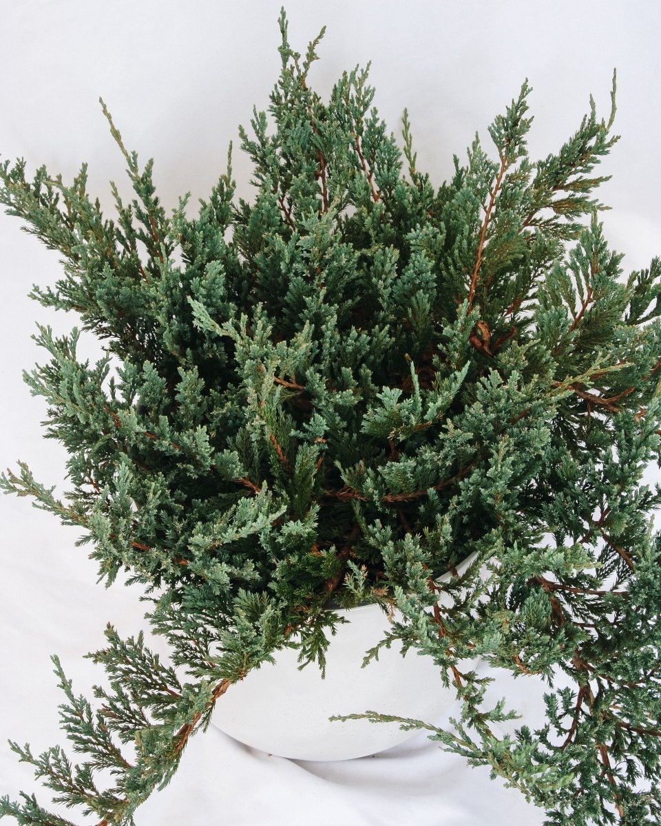 Icee Blue Creeping Juniper - LandscapeDirect