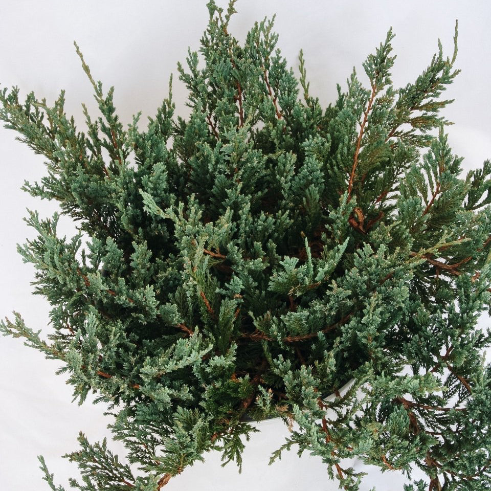 Icee Blue Creeping Juniper - LandscapeDirect