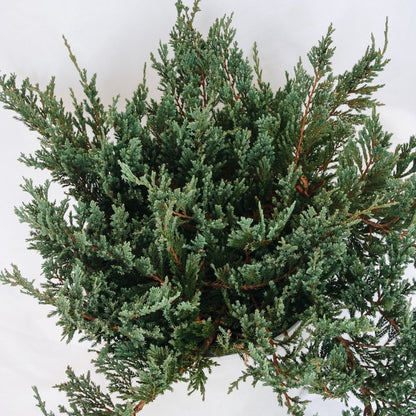 Icee Blue Creeping Juniper - LandscapeDirect