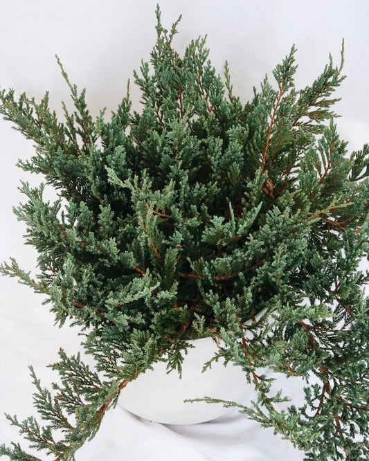 Icee Blue Creeping Juniper - LandscapeDirect