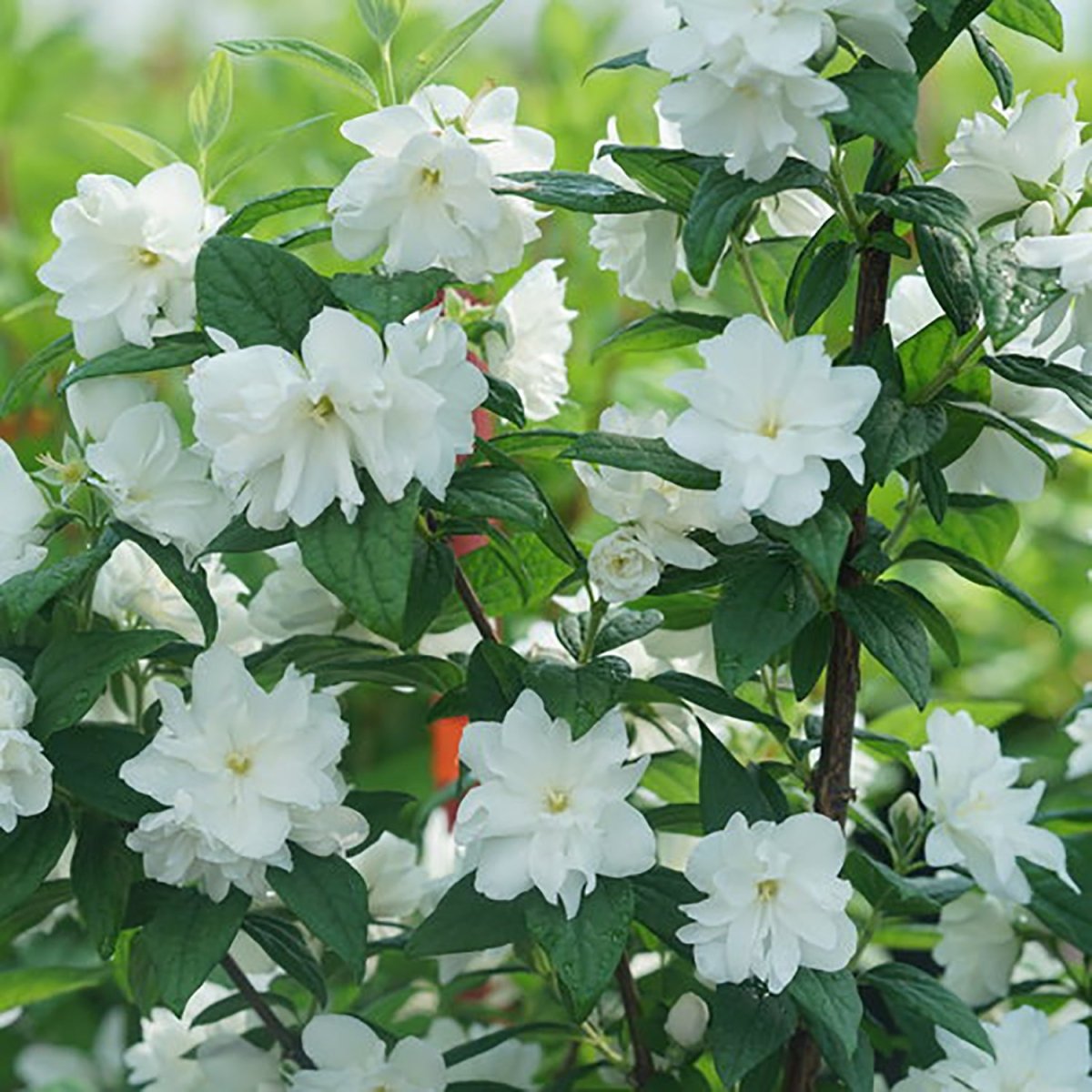 Illuminati Arch Mock Orange - LandscapeDirect