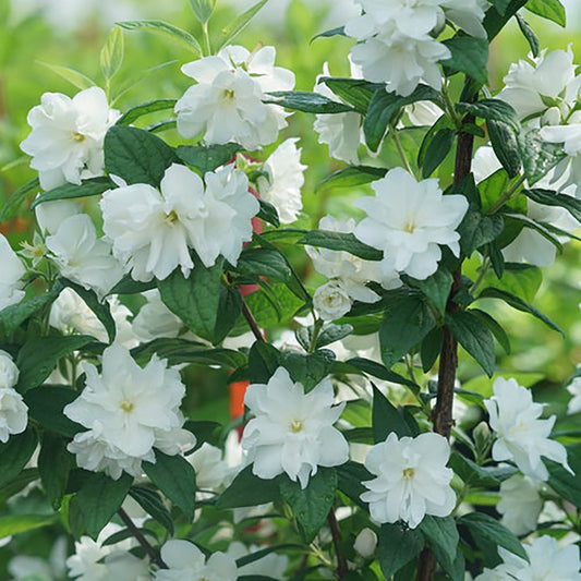 Illuminati Arch Mock Orange - LandscapeDirect