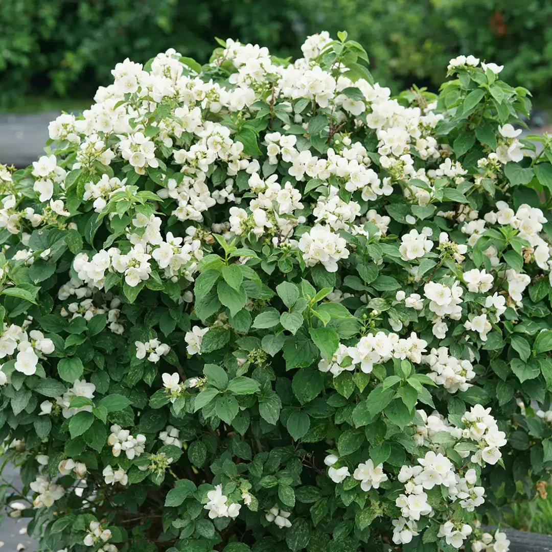Illuminati Sparks Mockorange - LandscapeDirect
