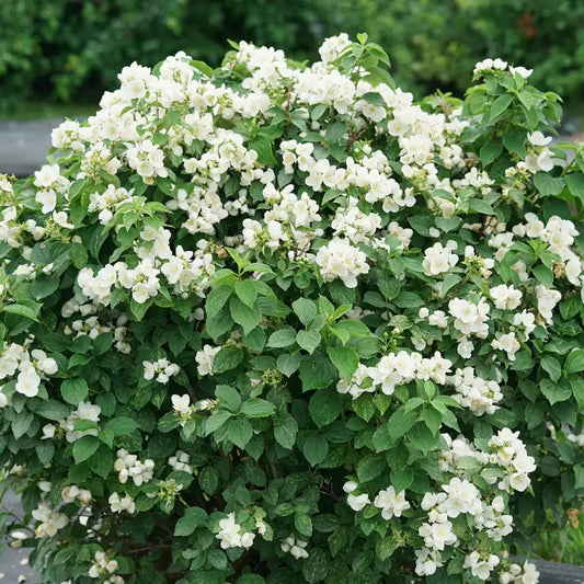 Illuminati Sparks Mockorange - LandscapeDirect