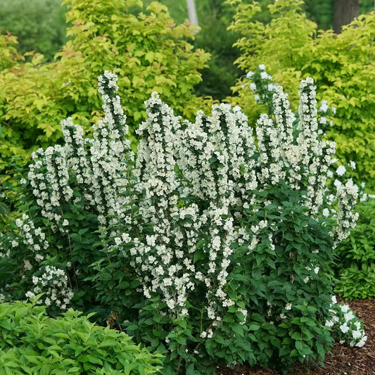 Illuminati Tower Mockorange - LandscapeDirect