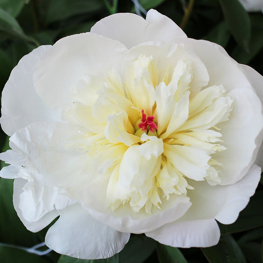 Immaculee Peony - LandscapeDirect