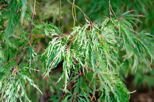 Inaba - Shidare Laceleaf Japanese Maple - LandscapeDirect