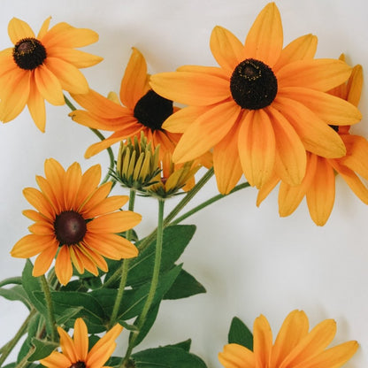 Indian Summer Daisy - LandscapeDirect