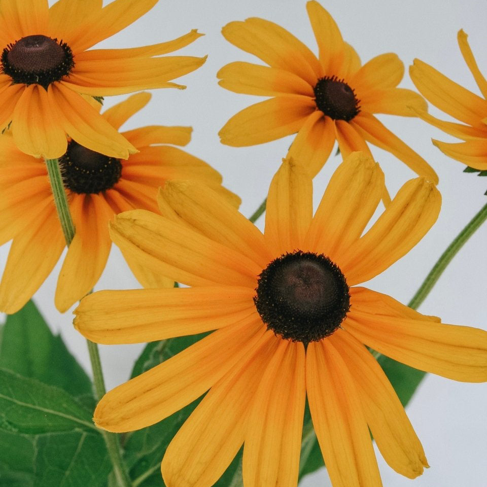 Indian Summer Daisy - LandscapeDirect