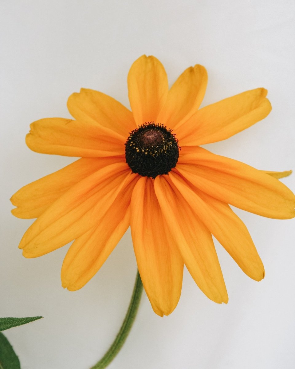 Indian Summer Daisy - LandscapeDirect