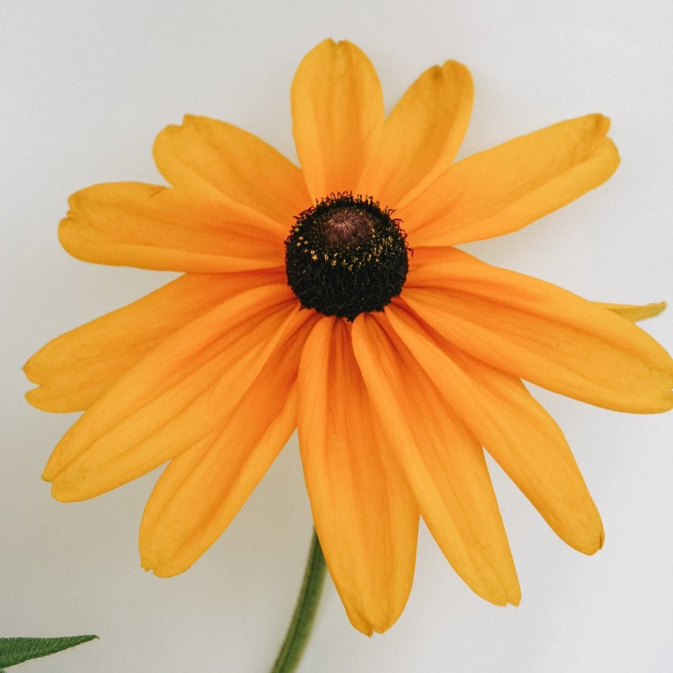 Indian Summer Daisy - LandscapeDirect