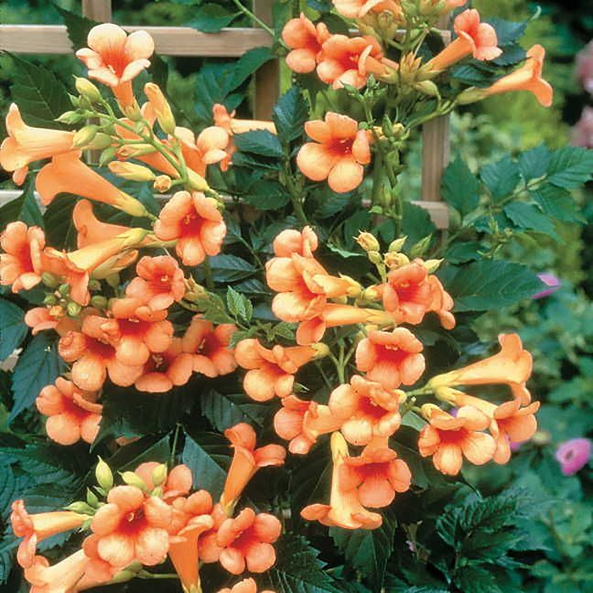 Indian Summer Trumpet Vine - LandscapeDirect