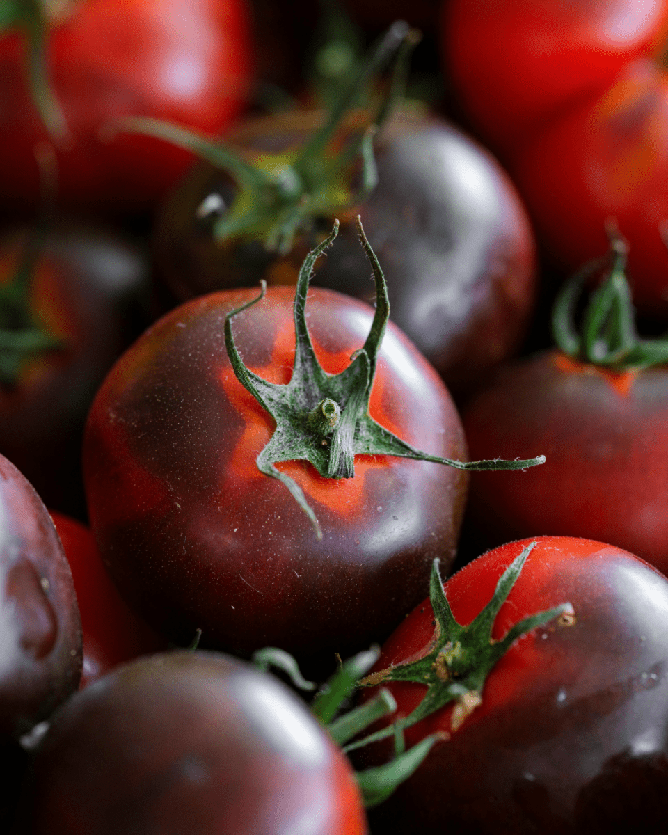 Indigo Blue Berry Tomato - LandscapeDirect