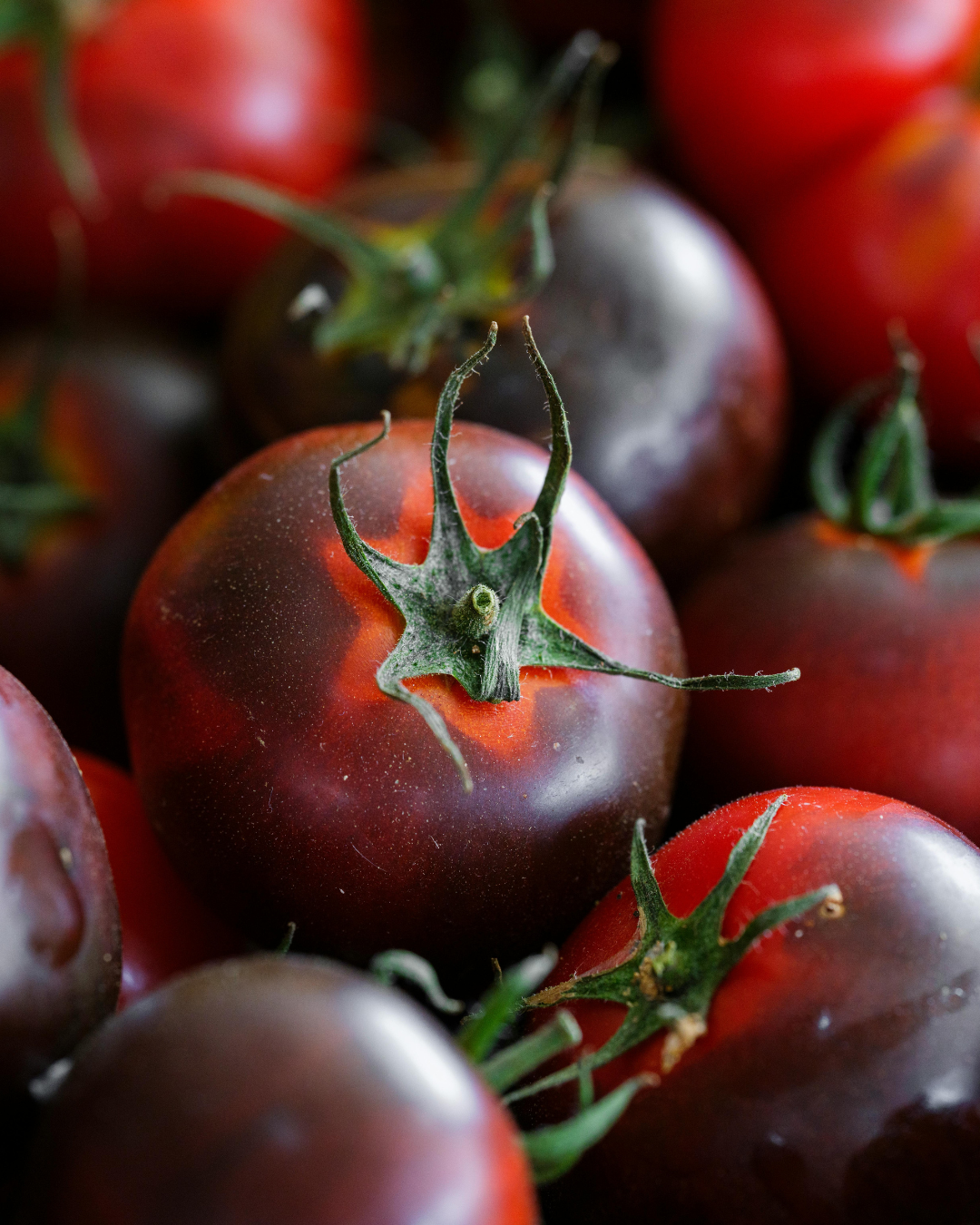 Tomate aux baies bleues indigo