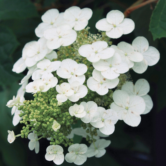 Gatsby Gal  Oakleaf hydrangea