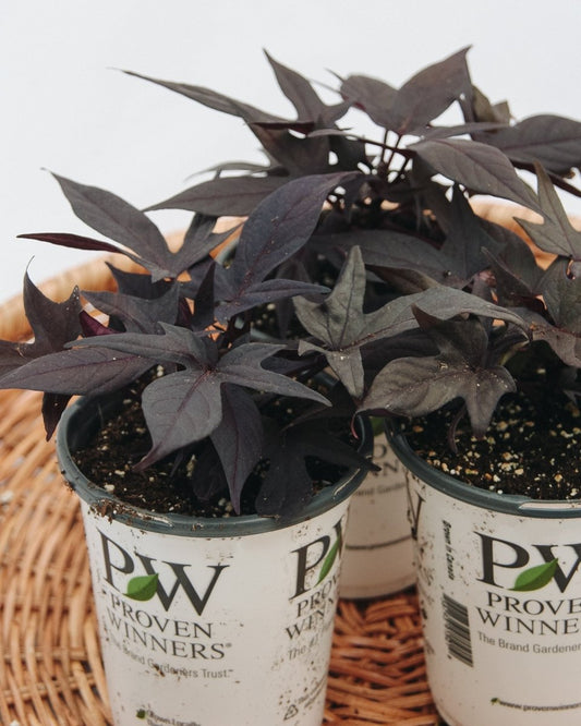Ipomoea Sweet Caroline Raven - LandscapeDirect