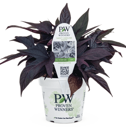 Ipomoea Sweet Caroline Raven - LandscapeDirect