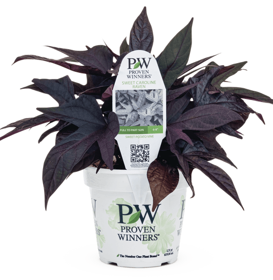 Ipomoea Sweet Caroline Raven - LandscapeDirect