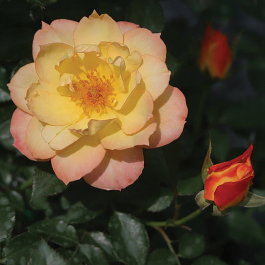 Italian Ice Rose - LandscapeDirect