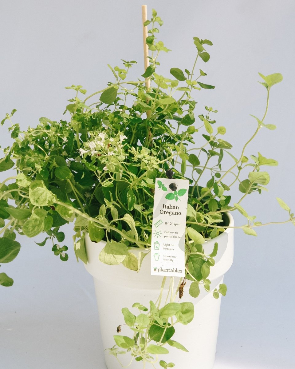 Italian Oregano - LandscapeDirect