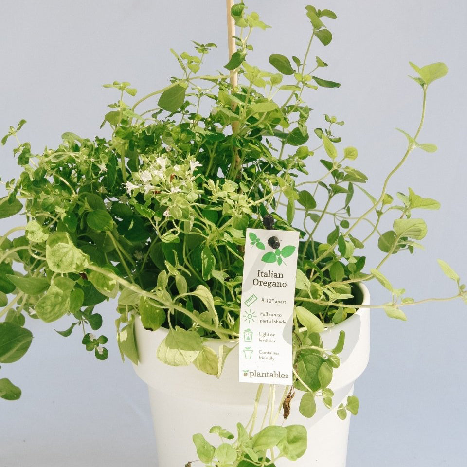 Italian Oregano - LandscapeDirect