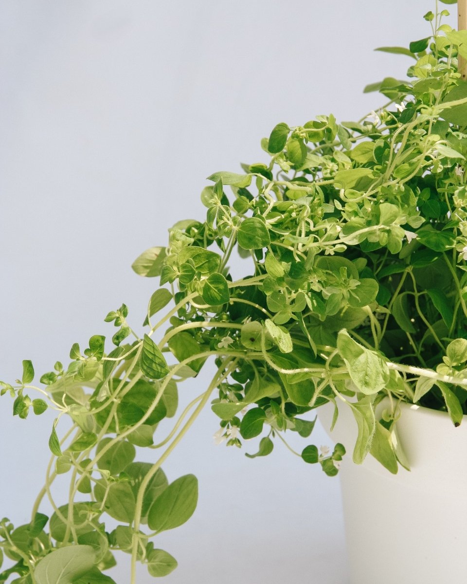 Italian Oregano - LandscapeDirect