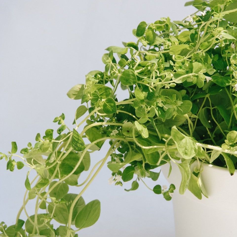 Italian Oregano - LandscapeDirect